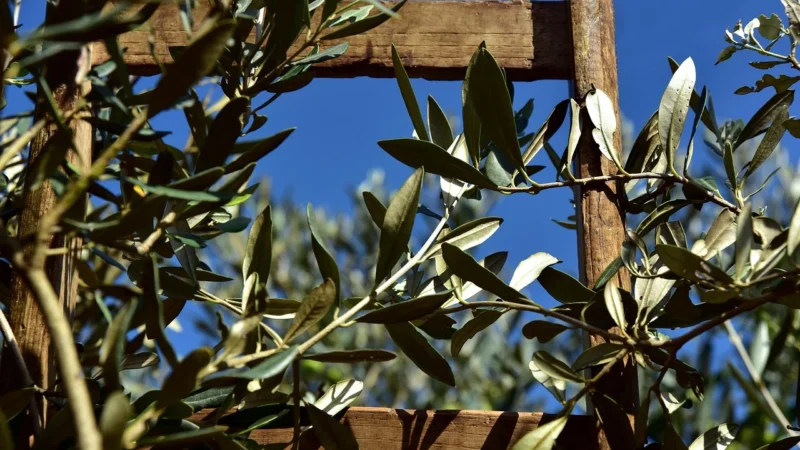 Aparici Altea Olivo Natural 59,2×59,2