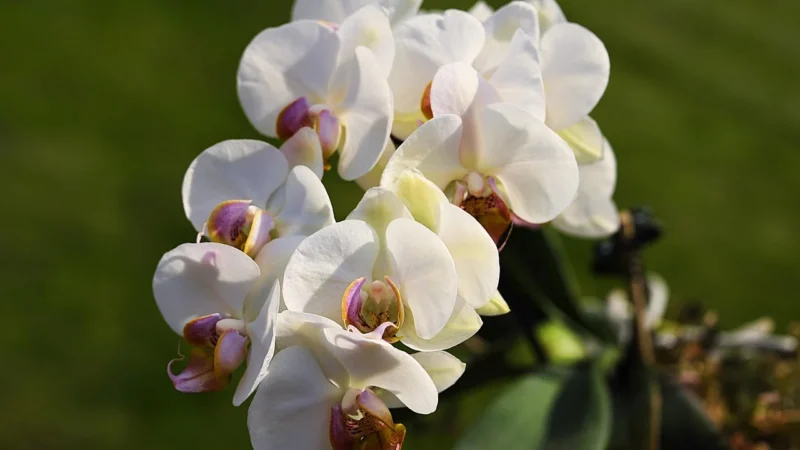 Artgeist Parawan 5-Częściowy – Biała Orchidea Ii [Room Dividers] 225X172