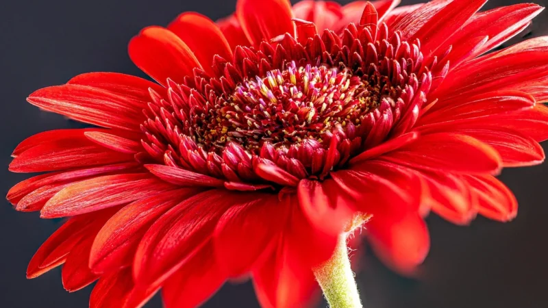 Artgeist Parawan 5-Częściowy – Czerwona Gerbera Ii [Room Dividers] 225X172