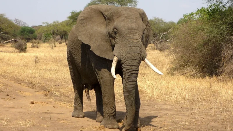 Artgeist Parawan 5-Częściowy – W Krainie Samburu, Kenia Ii [Room Dividers] 225X172