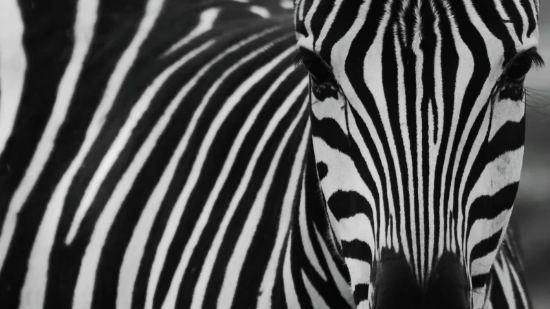 Artgeist Zebra Pattern Fioletowy A0Lftnt1579