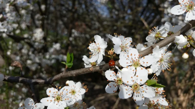 As Creation Blooming 2307-82