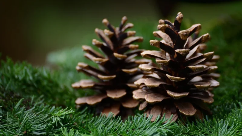 Barlinek Dąb Bright Jodła Klasyczna 66X11X1,4 (1Wj000018)