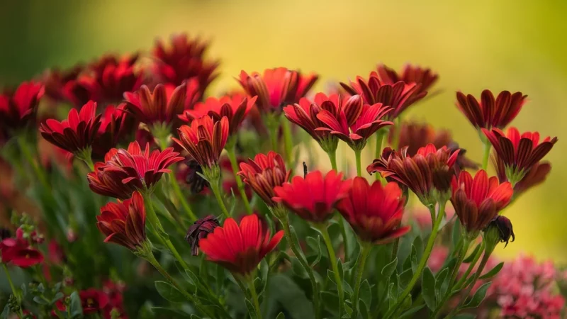 Beckers GERBERA Designer Vggfrg Helmatt [5]