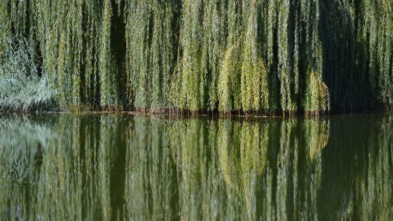 Ceramika Paradyż Willow Ochra Płyta Tarasowa 2,0 29,5X119,5