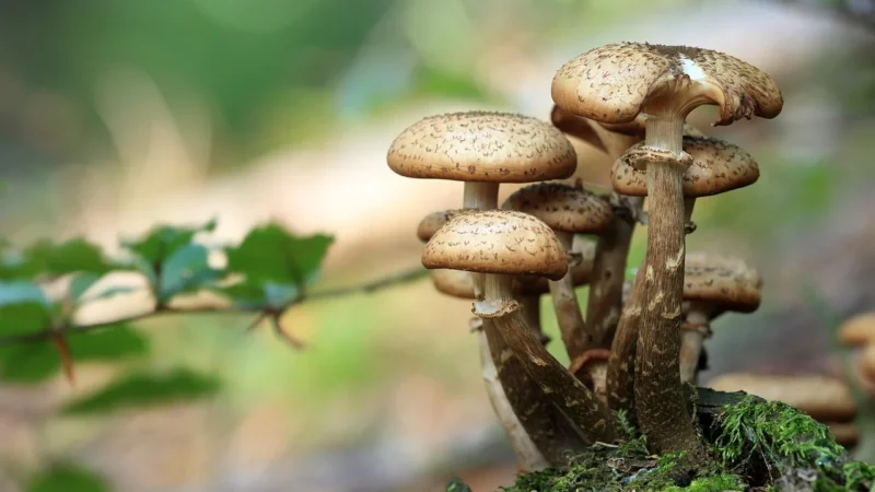 Cerrad Gładki Brązowy 300X148