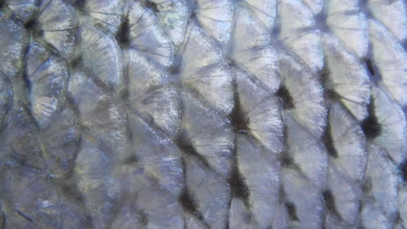 Dunin Mini Fish Scale Bali 88 Mozaika Ceramiczna