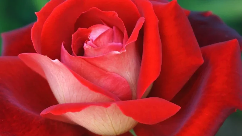 Khroma Tapeta Ken005 Rosegarden Kent