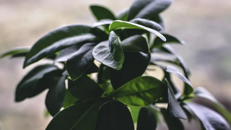 Khroma Tapeta Ken105 Ficus Kent
