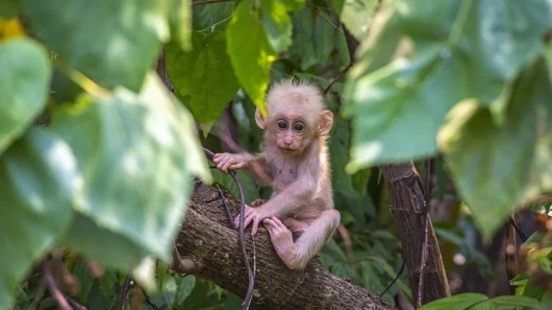 Khroma Tapeta Tri002 Monkey Tribute