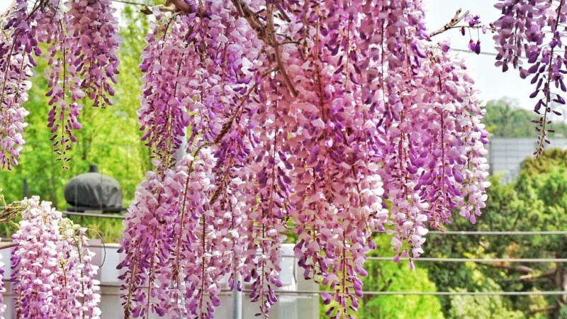 Khroma Wild Ratan Fioletowy 33438