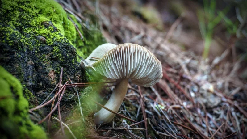Manuli Folia Paroizolacyjna pod Panele Podłogowe
