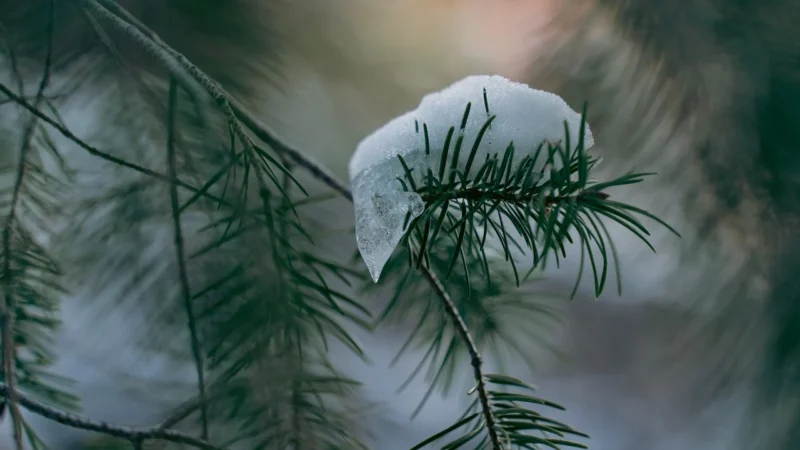 Nobiles PORY ROKU Wiosna Tatarakowa 2,5l