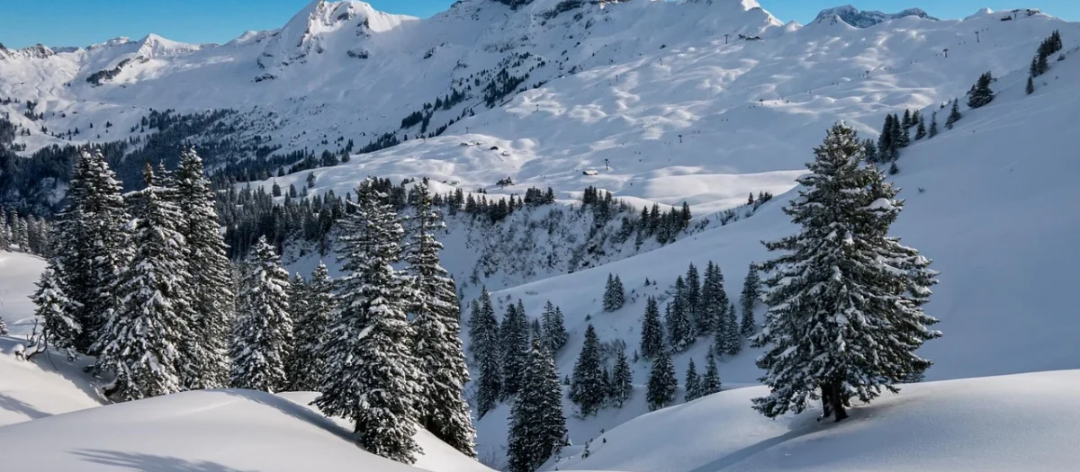 Panele podłogowe Swiss Krono Platinium Paloma Dąb Pradawny D1035
