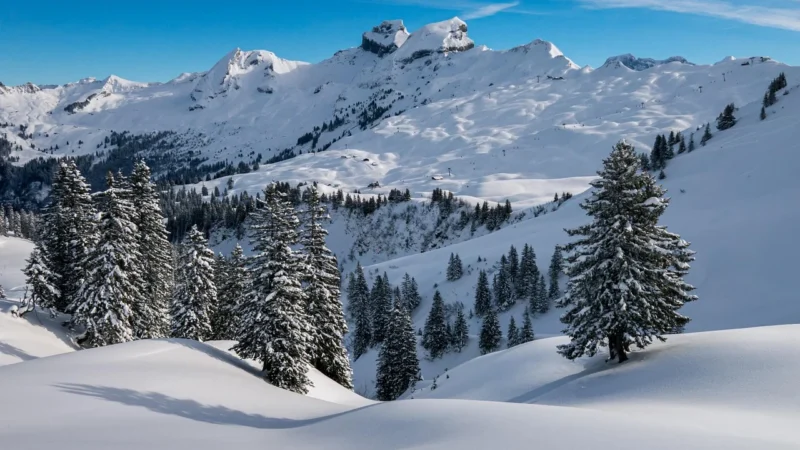 Panele podłogowe Swiss Krono Platinium Paloma Dąb Pradawny D1035