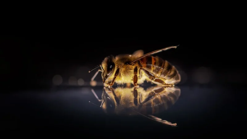 Paradyż Vivida Płytka Ścienna Giallo Połysk 30X60