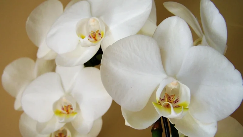 Parawan 5-częściowy – Orchidea spa II [Room Dividers] 225×172