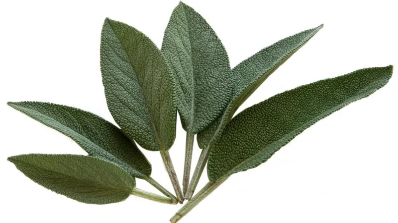Peronda FS Blume Sage 45×45