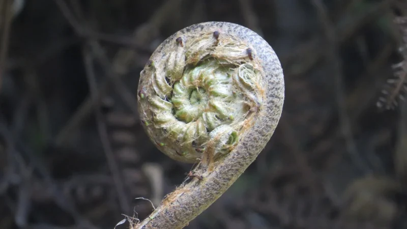 Peronda Fs Roots 0 45X45