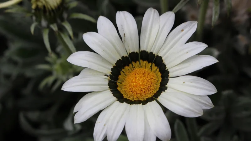 Peronda Fs Star White 45×45