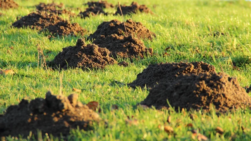 Pokrywa filtra Briggs 675 Exi 594575 Oryginał