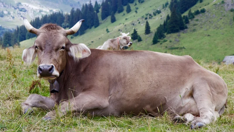 Swiss Krono Aurum Aroma Dąb Lavenda D3946