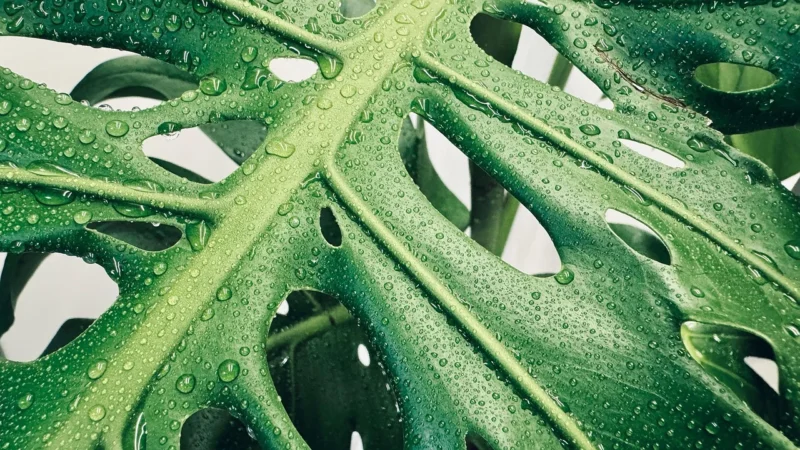 TAPETA RASCH LIŚCIE MONSTERA, PALMY EXTRA HIT!!!!!