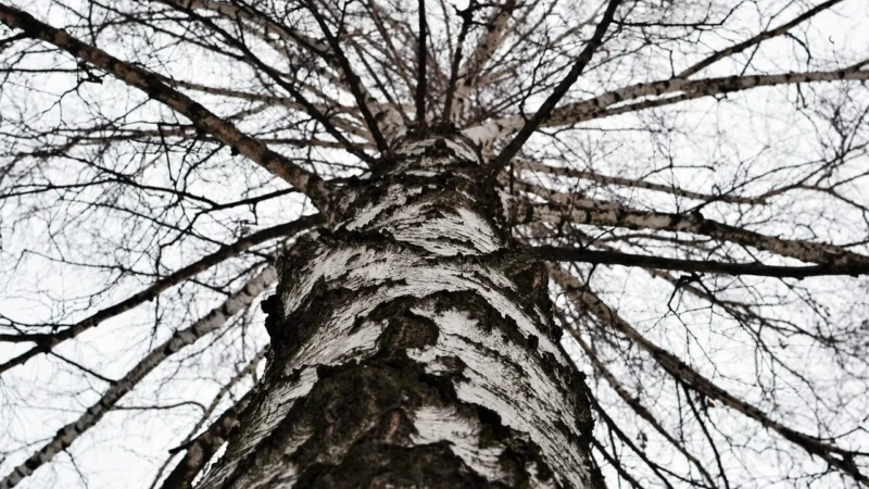 Tubądzin Birch Dekor Szklany 4-Elementowy 89,8X239,8