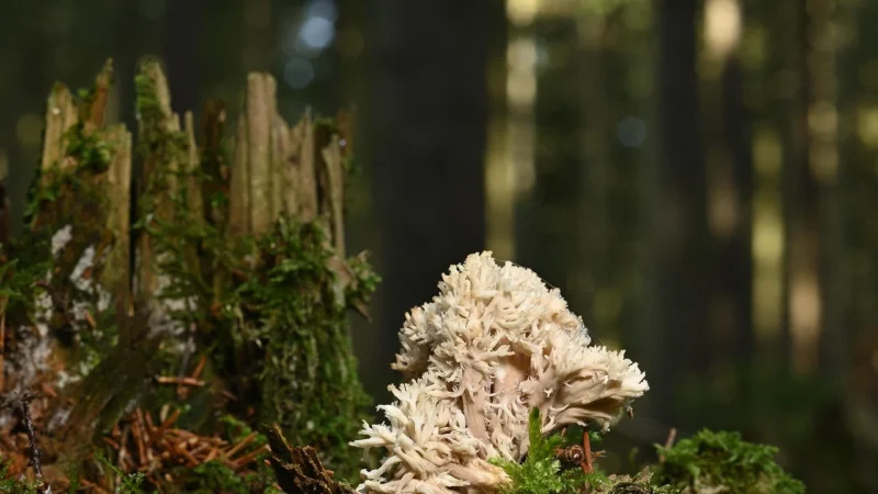 Tubądzin Mountain Ash Coral Str 149,8X23