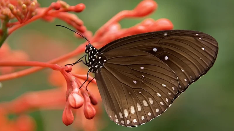 Tulup Fototapeta Motyl Kwiaty Samoprzylepna 416x254cm (PLFS74950570)