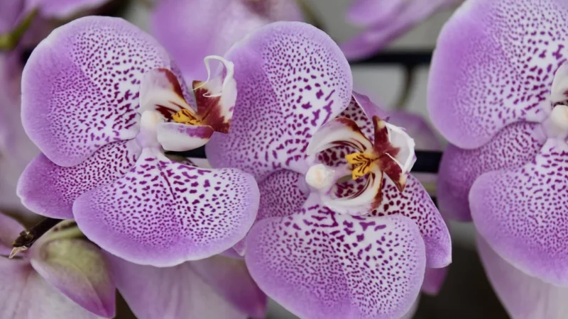 Tulup Fototapeta Orchidea Fioletowy Flizelinowa 104x70cm (PLFS699892513)