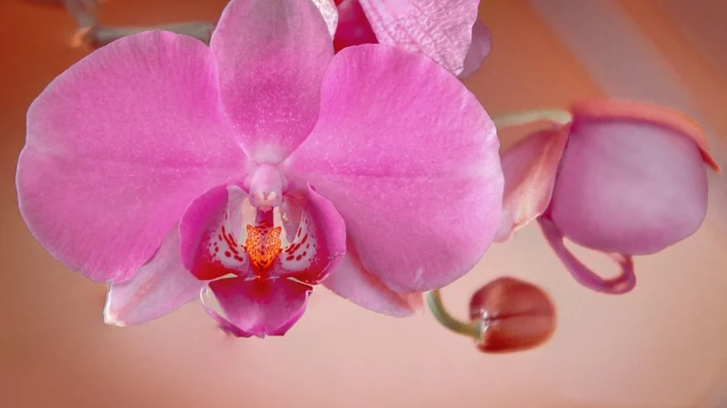 Tulup Fototapeta Orchidea Fioletowy Flizelinowa 208x146cm (PLFS699892513)
