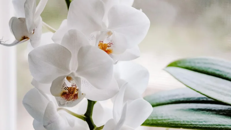 Tulup Fototapeta Orchidea Fioletowy Samoprzylepna 416x254cm (PLFS699892513)