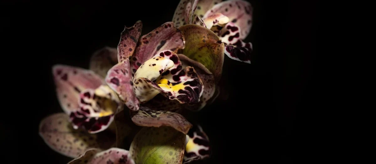 Tulup Fototapeta Orchidea i Kamienie Samoprzylepna 208x146cm (PLFS73521202)