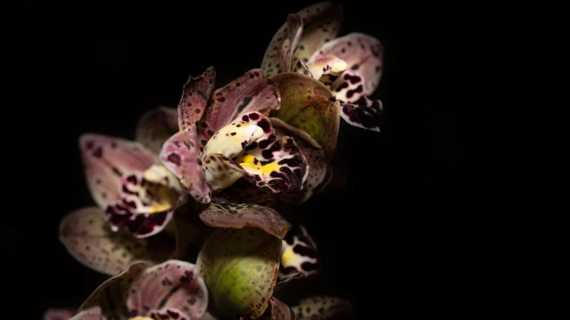 Tulup Fototapeta Orchidea i Kamienie Samoprzylepna 208x146cm (PLFS73521202)