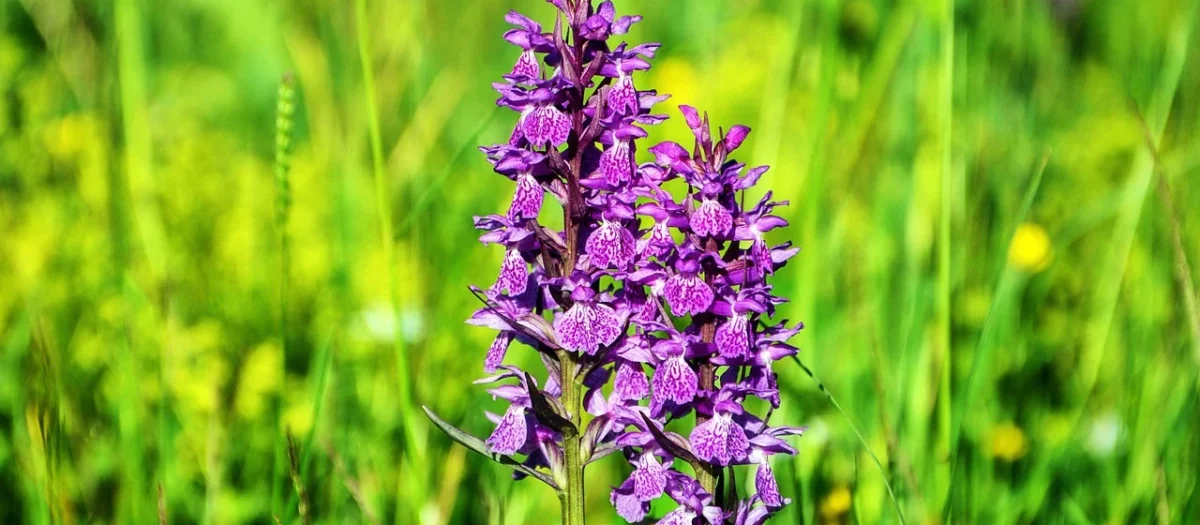 Tulup Fototapeta Orchidea Kamienie Samoprzylepna 208x146cm (PLFS485784622)