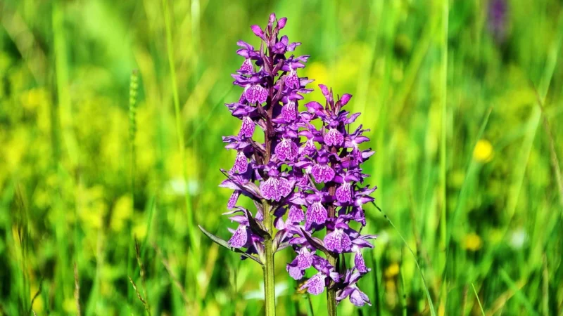 Tulup Fototapeta Orchidea Kamienie Samoprzylepna 208x146cm (PLFS485784622)