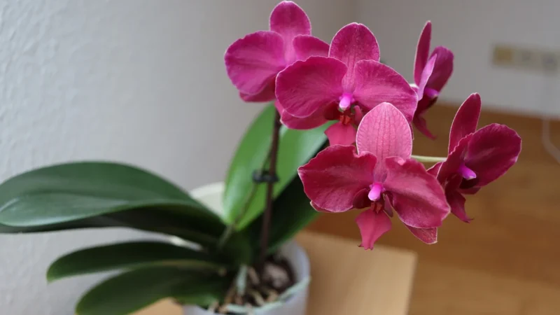 Tulup Fototapeta Orchidei Kamienie Samoprzylepna 312x219cm (PLFS618849851)
