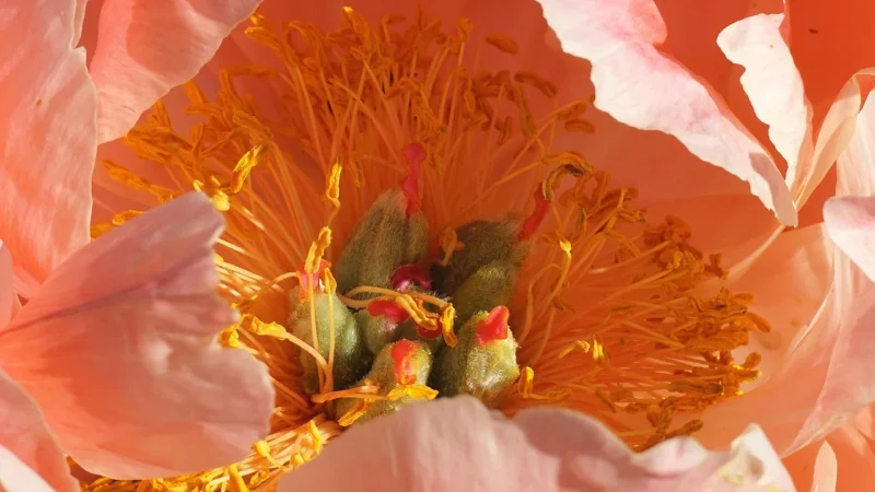 Tulup Fototapeta Piwonie Samoprzylepna 416x254cm (PLFS428076622)