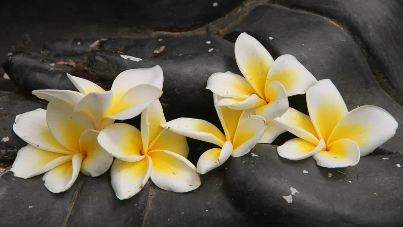 Tulup Fototapeta Plumeria Kamienie Samoprzylepna 104x70cm (PLFS46368700)