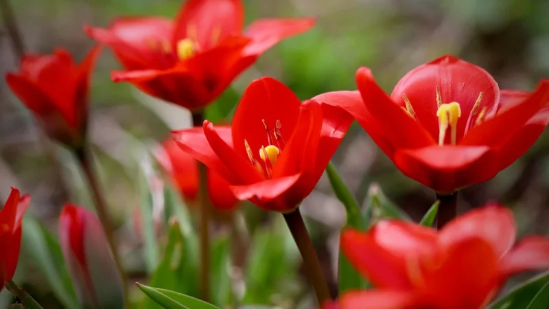 Tulup Fototapeta Tulipan Żółty Samoprzylepna 104x70cm (PLFS420318169)
