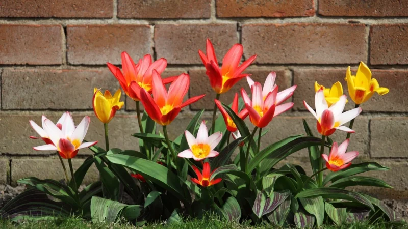 Tulup Fototapeta Tulipan Żółty Samoprzylepna 152x104cm (PLFS420318169)