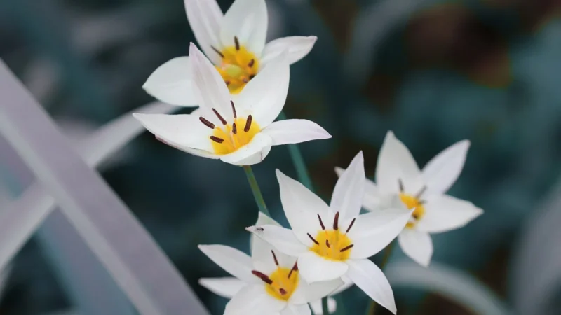 Tulup Fototapeta Tulipan Żółty Samoprzylepna 312x219cm (PLFS420318169)