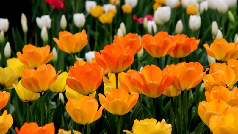 Tulup Fototapeta Tulipany Żółte Samoprzylepna 152x104cm (PLFS75535663)