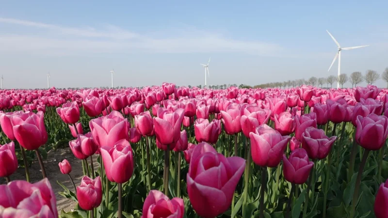 Tulup Fototapeta Wiatrak Tulipany Flizelinowa 152x104cm (PLFS416352664)