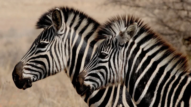 Tulup Fototapeta Zebra i flaming Samoprzylepna 208x146cm (PLFS428151679)