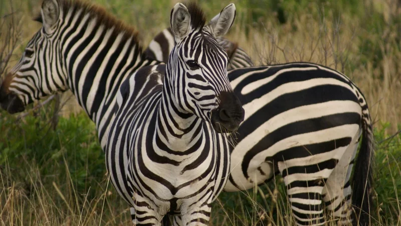 Tulup Fototapeta Zebra i flaming Samoprzylepna 312x219cm (PLFS428151679)