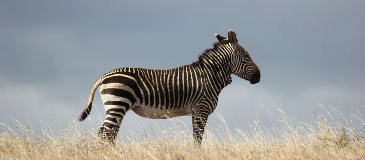 Tulup Fototapeta Zebra i flaming Samoprzylepna 416x254cm (PLFS428151679)