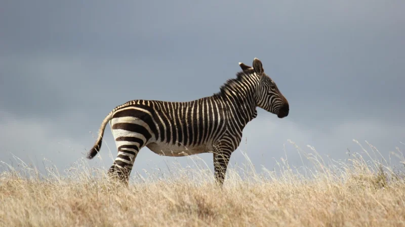 Tulup Fototapeta Zebra i flaming Samoprzylepna 416x254cm (PLFS428151679)