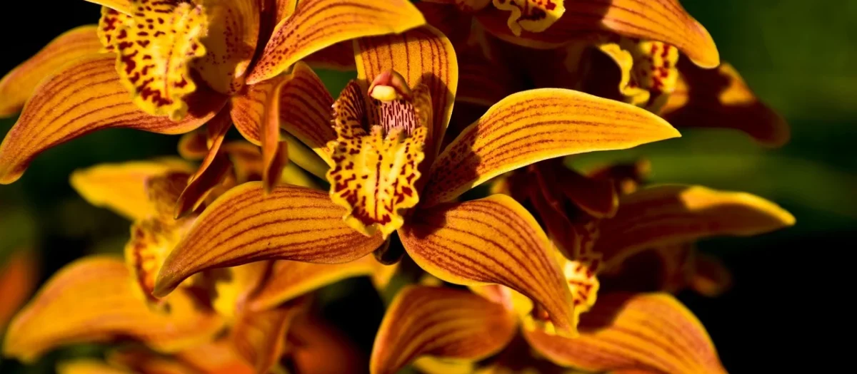 Tulup Fototapeta Żółta orchidea Flizelinowa 152x104cm (PLFS583378204)